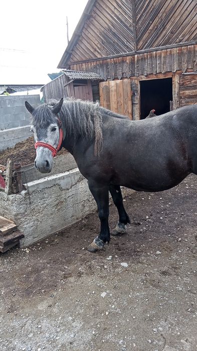 Mănză de vânzare