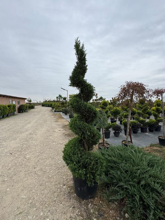 Diferite specii de plante laghiveci sau direct din pamant