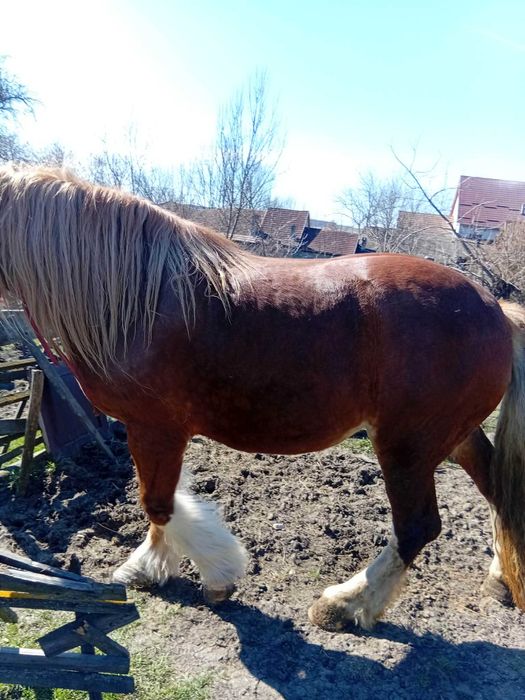 Vand iapa de 5 ani adusa din polonia acte tot merge bine iapa