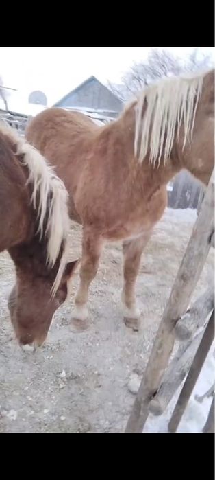 В продаже жеребцы