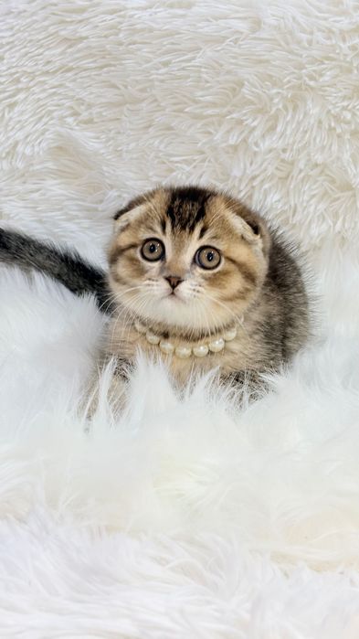 Продам котенка скоттиш-фолд