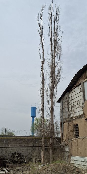 Отинла–дарахтла, дрова