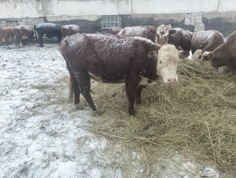 Продам тёлок 2 годовалый