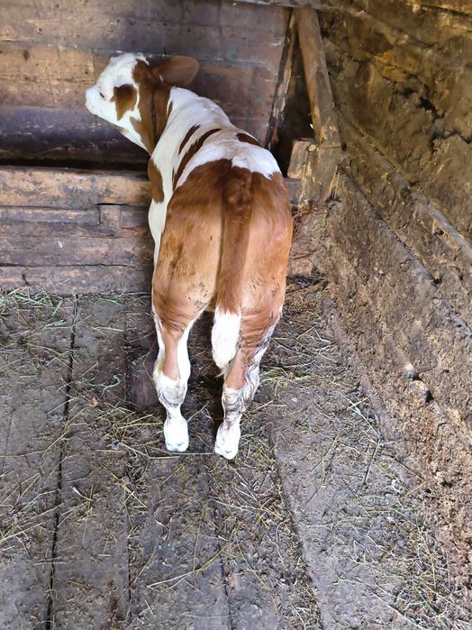 Vaca cu vițel de o săptămână