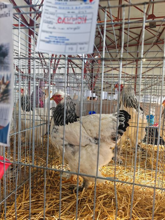 Vind oua ptr incubat