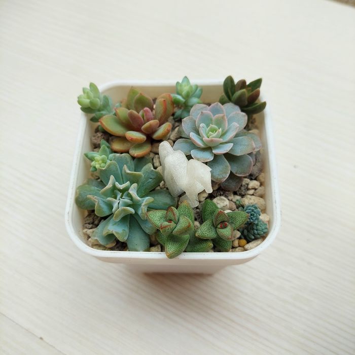 Композиция цветов суккуленты