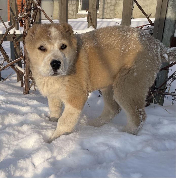 Щенок тобет мальчик срочно