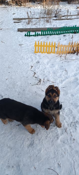 Продам щенков немецкой овчарки