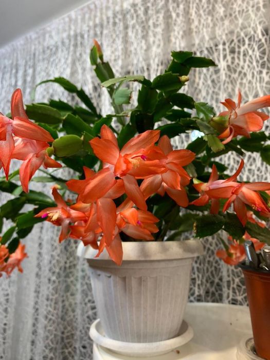 Продам дикабристов