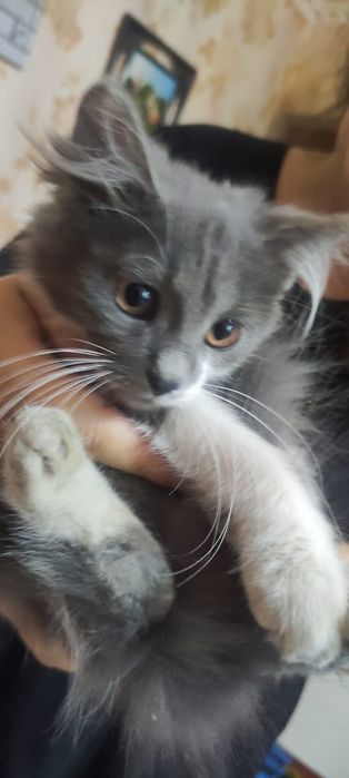 Красивая кошечка.