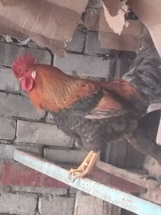 Продам петухов...