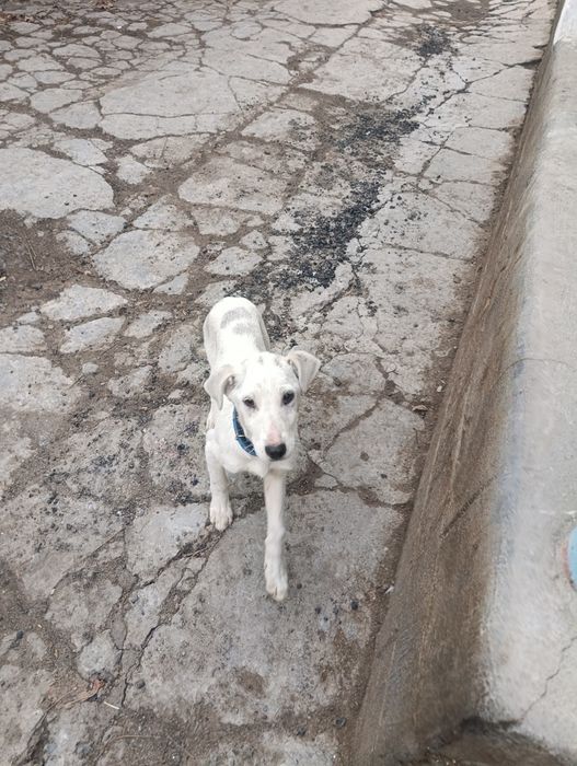 Собака 3 месяца.