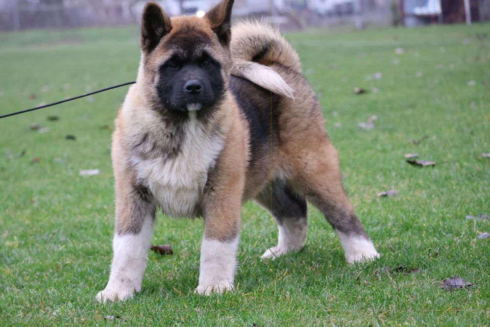 Femela  akita american pedigree tip A