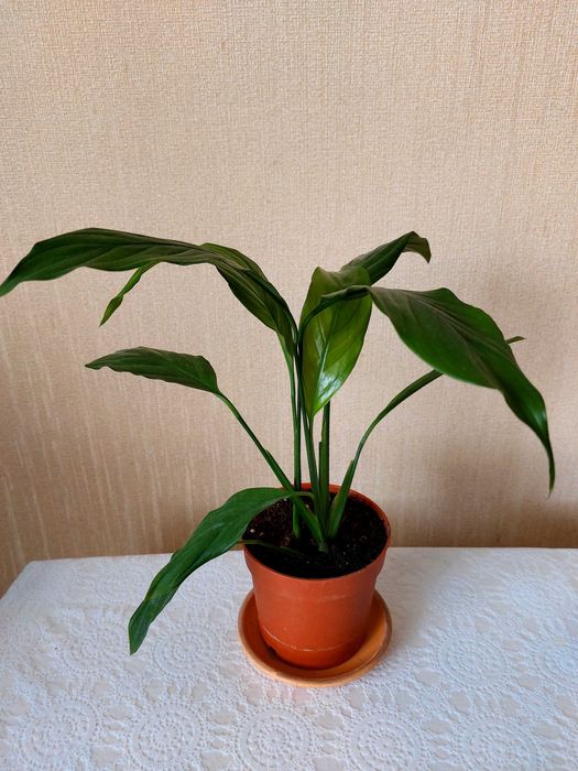 Продам комнатные растения