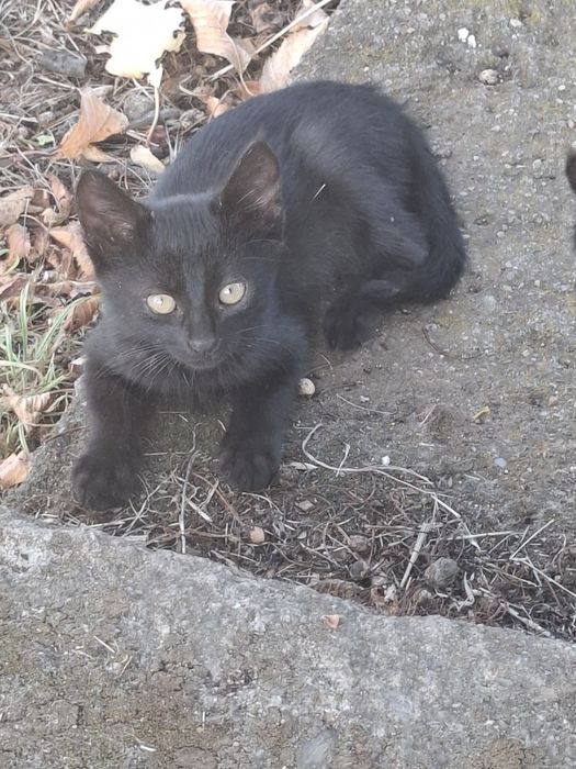 Подарявам котенца