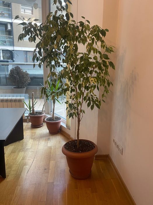 Бенджамин Отлично състояние София