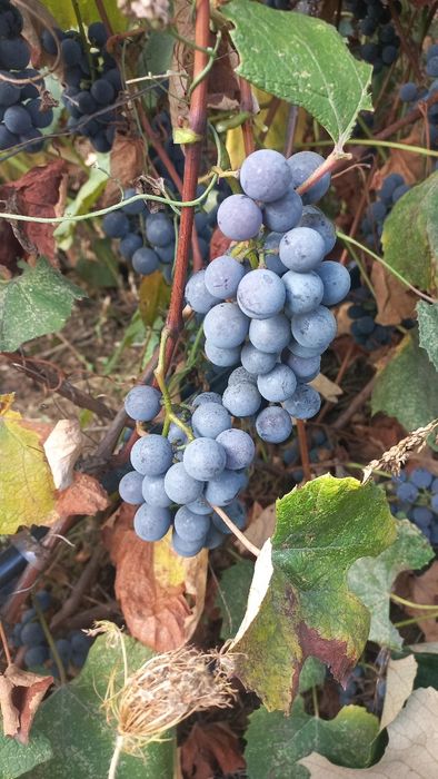 Strugurii capsunica parfumata de vânzare și prune pt țuică!!!