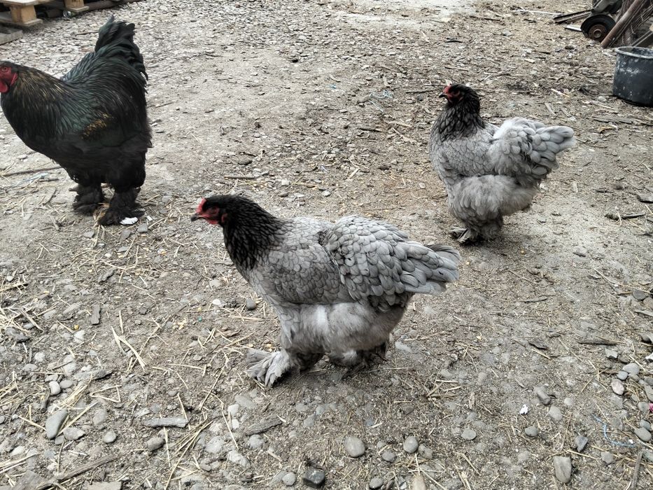 Vând oua găină brahma dark uriaș și blue