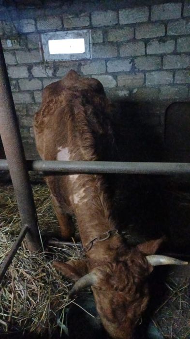 Продам телку 2.5 года