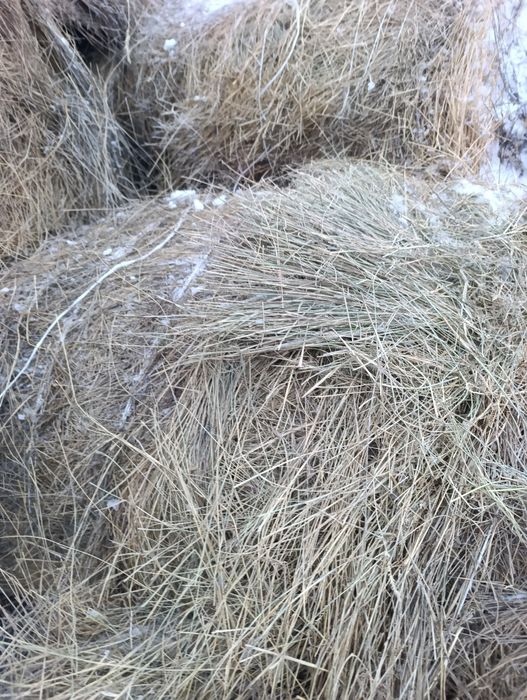 продам сено в рулонах 120ки