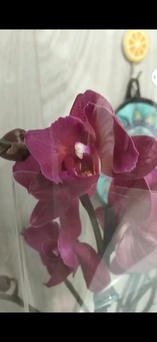 Орхидея фаленопсис сортовые