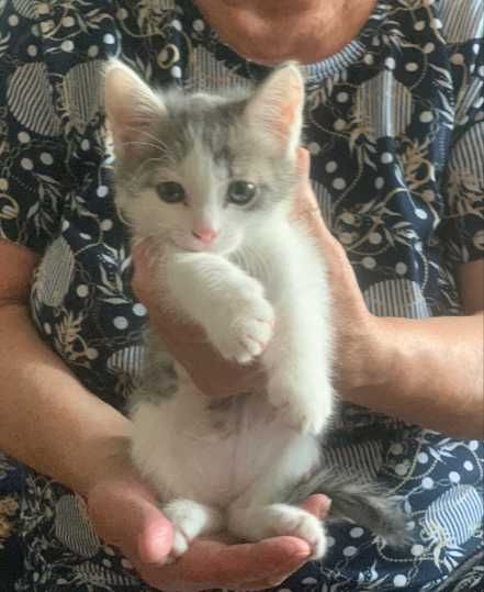 Домашний котенок мальчик.