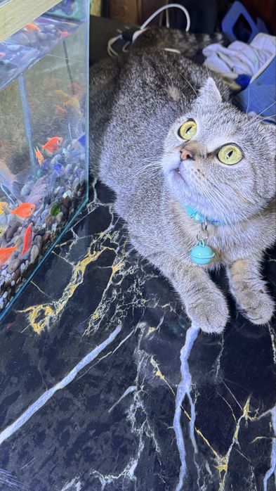 Готовяться к продаже шотландские вислоухие котята
