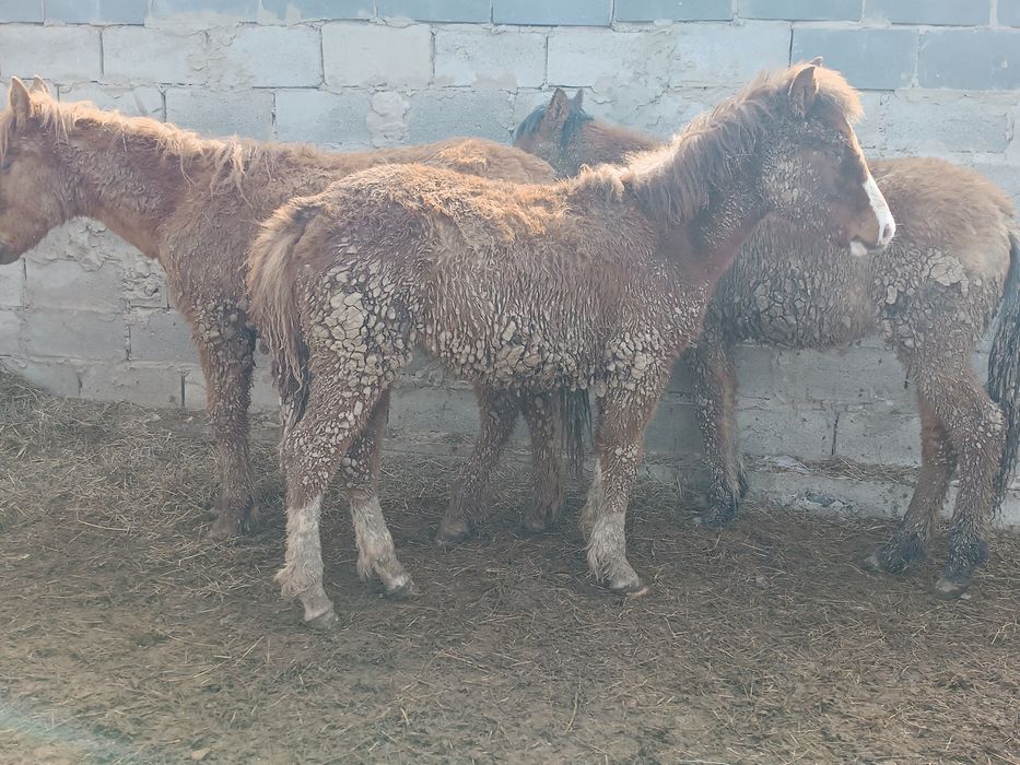 Продаю Лощади Жабағылар