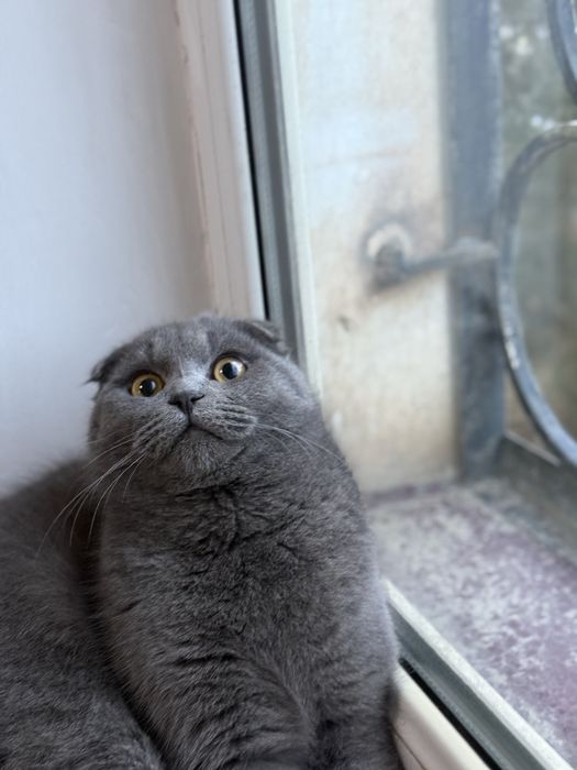 Scottish Fold vyazkaga sotilmaydi!!!