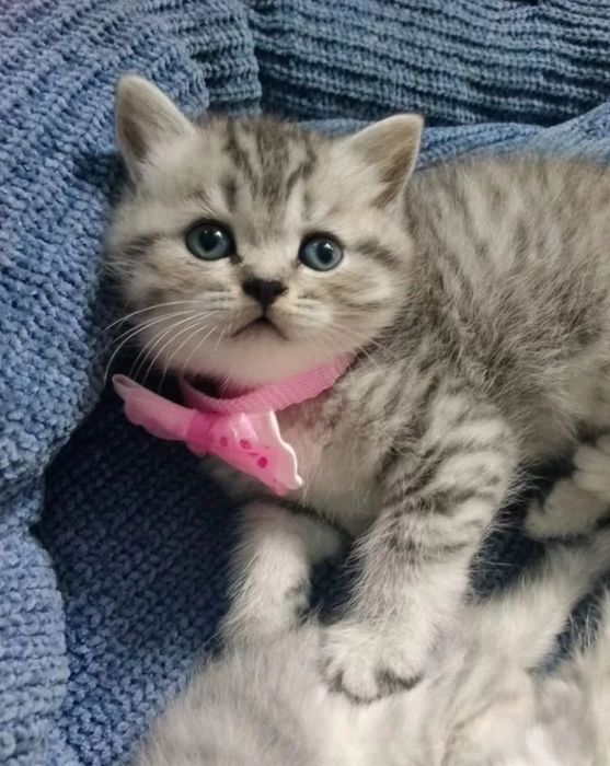 Британский короткошерстный котенок