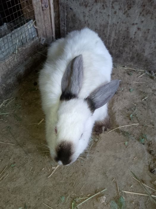 Buĝoz quyon sotiladi Бугоз куйон сотилади