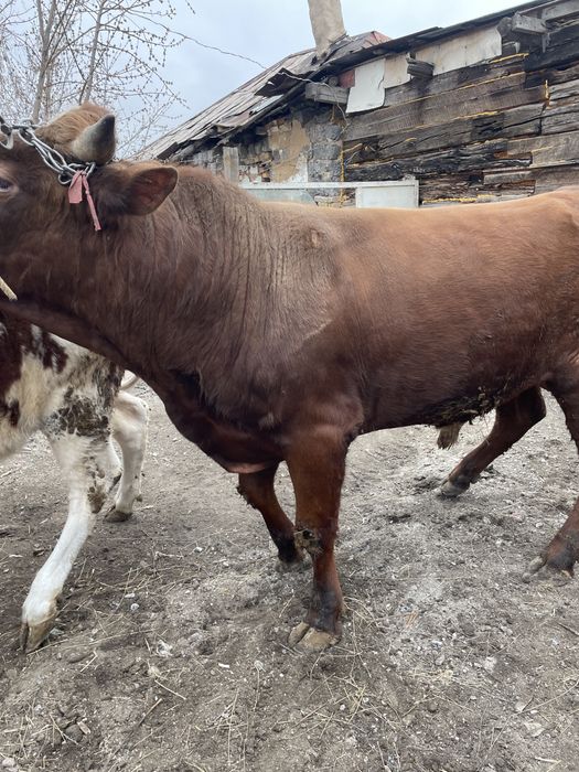 Продам быка в мае два года