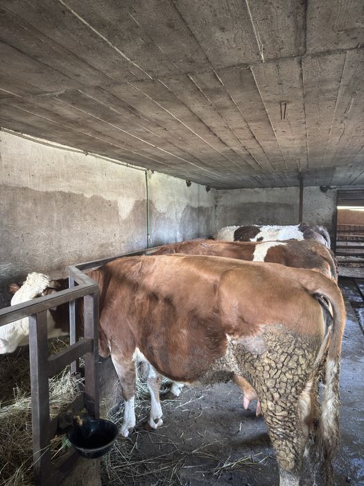 Vaci bălțate românești