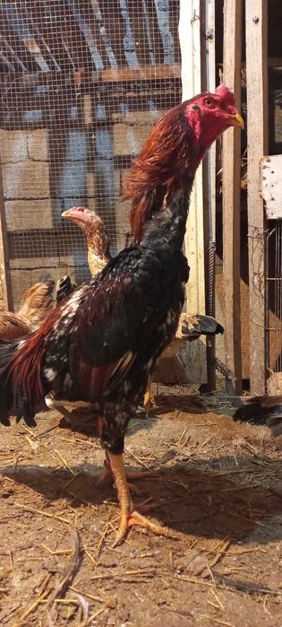 Дакан 1,6 мес. кореец