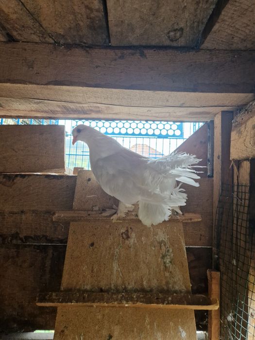 Vand voltați maghiari