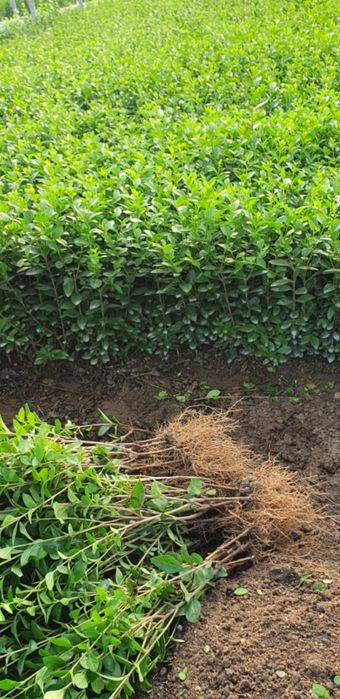 Gard viu (Lemn câinesc )