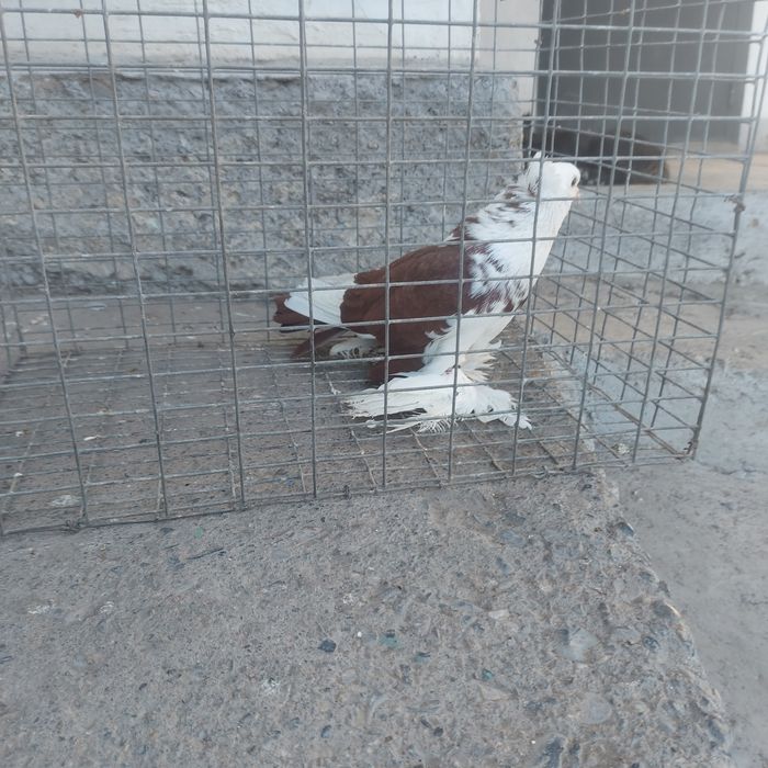 Боки самец лохманоги