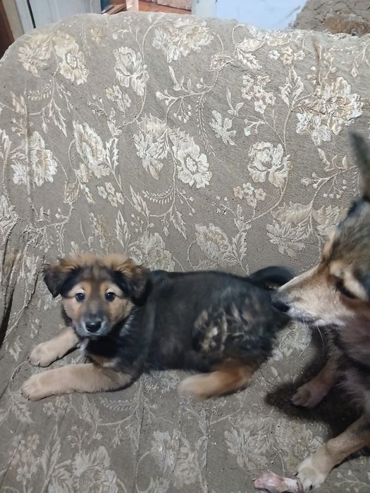 Отдам щенка в добрые руки