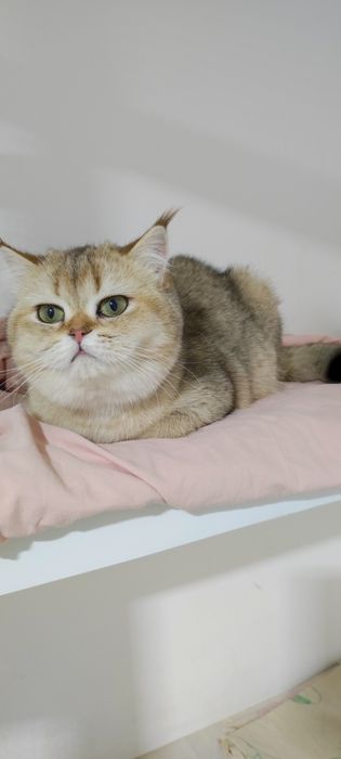 Британские кошечки 9 мес