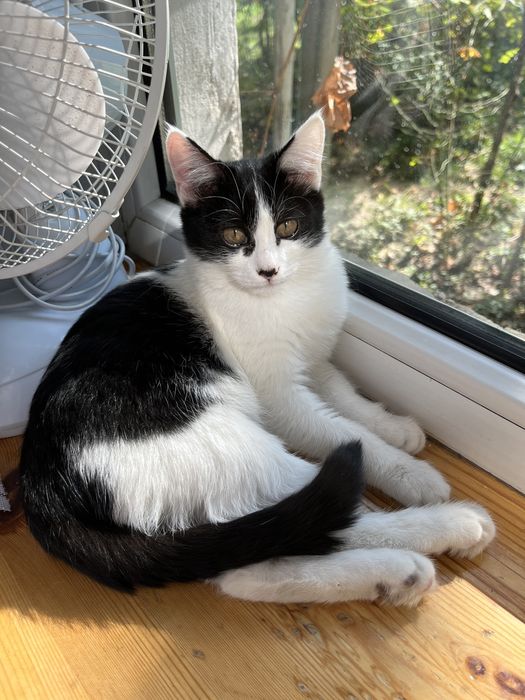 Кошека бесплатно