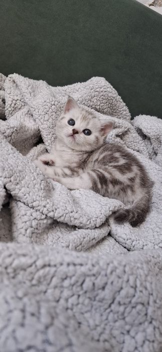 Девочка скоттиш страйт