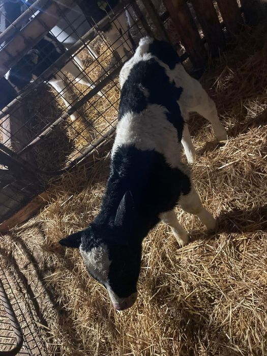 Vand doi vitei baltati