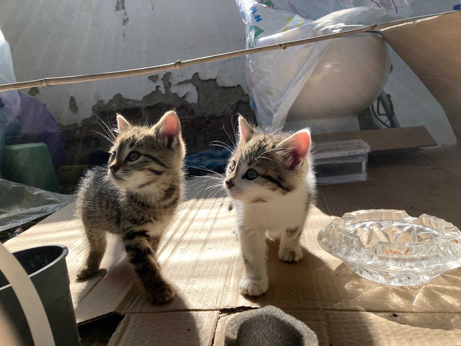 Котета за осиновяване