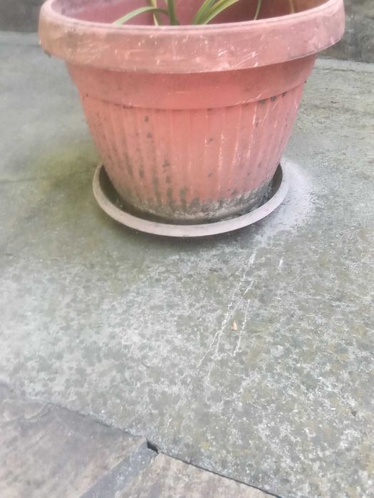 Саксии.            .  .