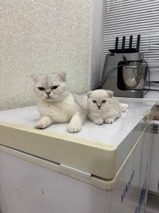 Вислоухая шотландка