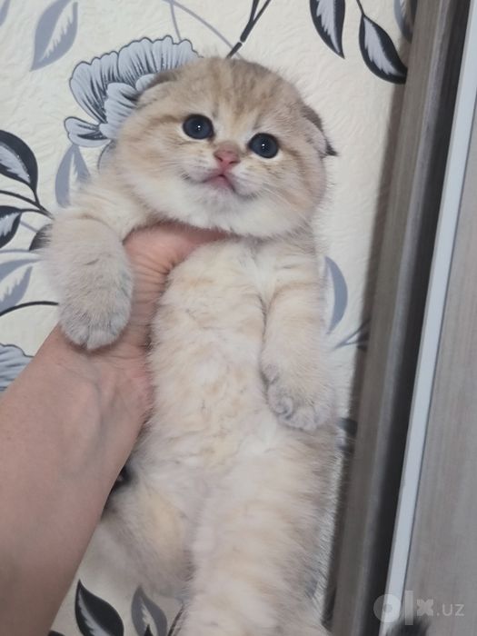 Котята чистокровные