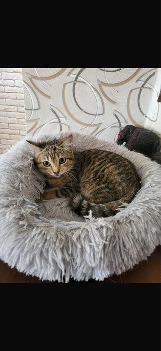 Кошечка 3 месяца