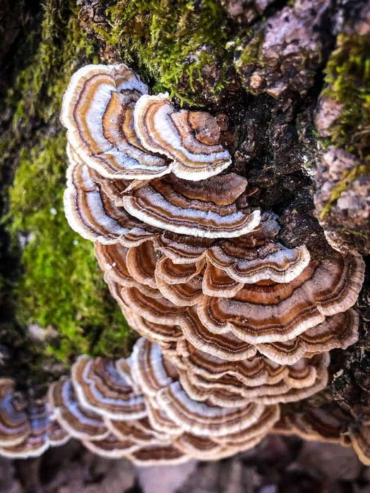 Tincturi dubla extractie Coada curcanului, Ganoderma, (reishi) etc