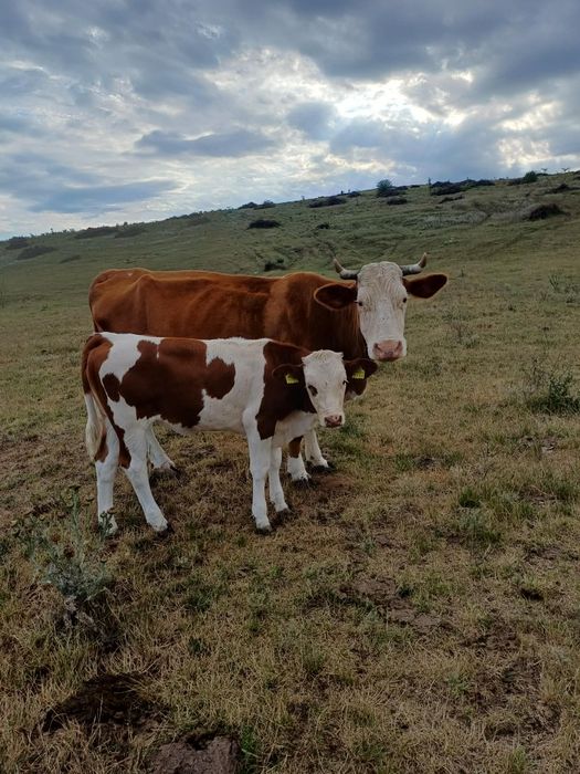 Vaca de vânzare cu vițel de 5 luni