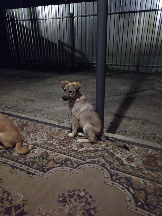 Отдам щенят в добрые руки.